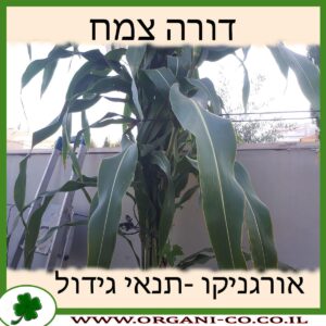 דורה צמח