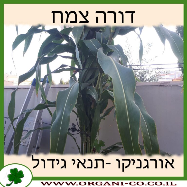 דורה צמח