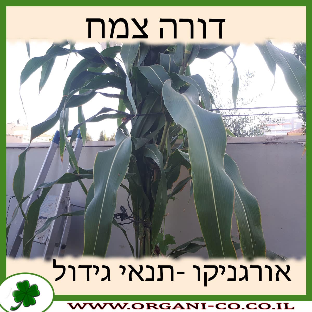 דורה צמח