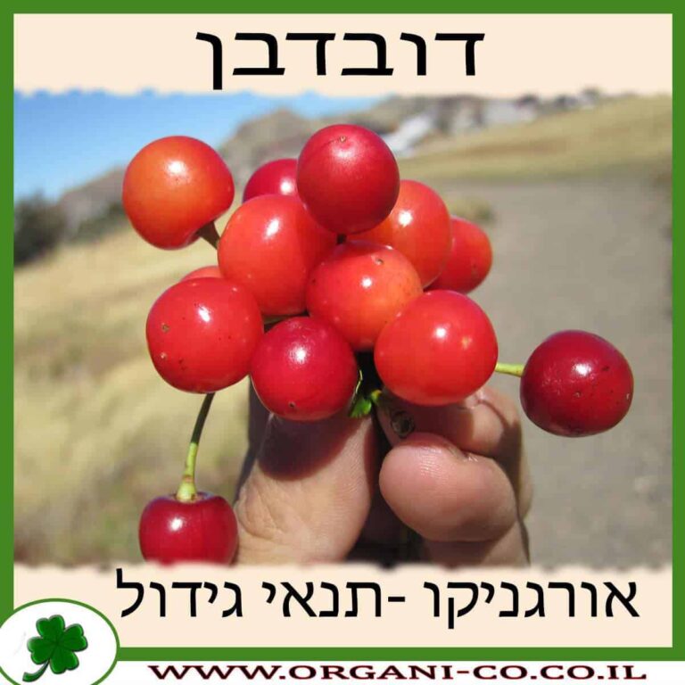 דובדבן חמוץ דובדבן גידול צמח