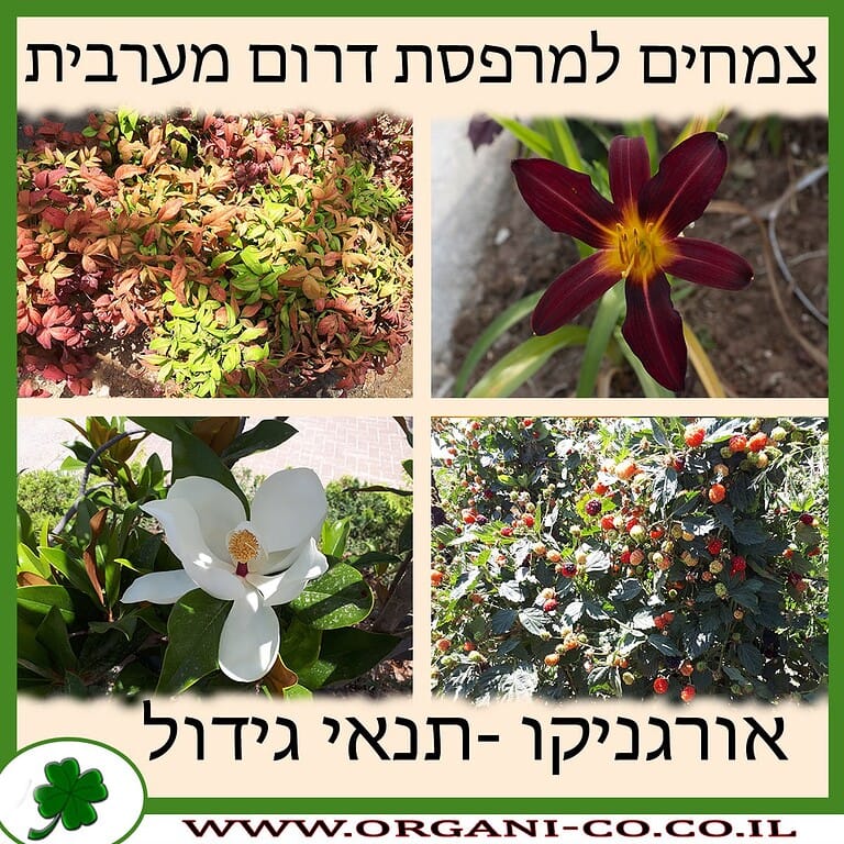 צמחים למרפסת דרום מערבית