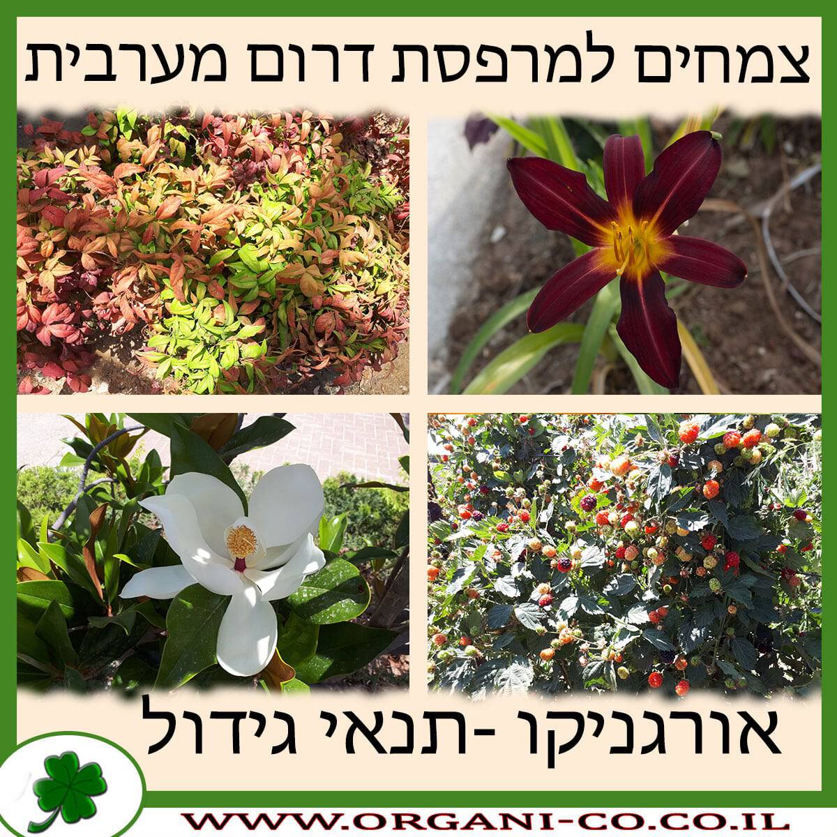 צמחים למרפסת דרום מערבית