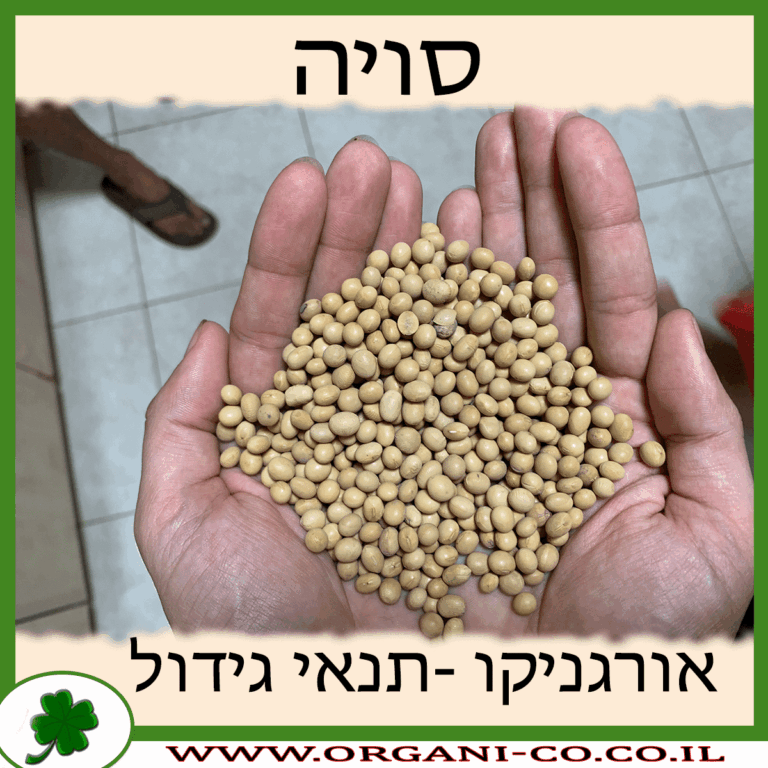 סויה – אדממה סויה גידול צמח