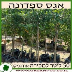 אגס ספדונה 50 ליטר