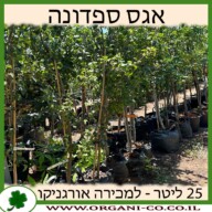 אגס ספדונה 25 ליטר למכירה - מחיר