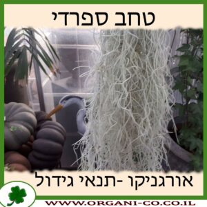 טחב ספרדי