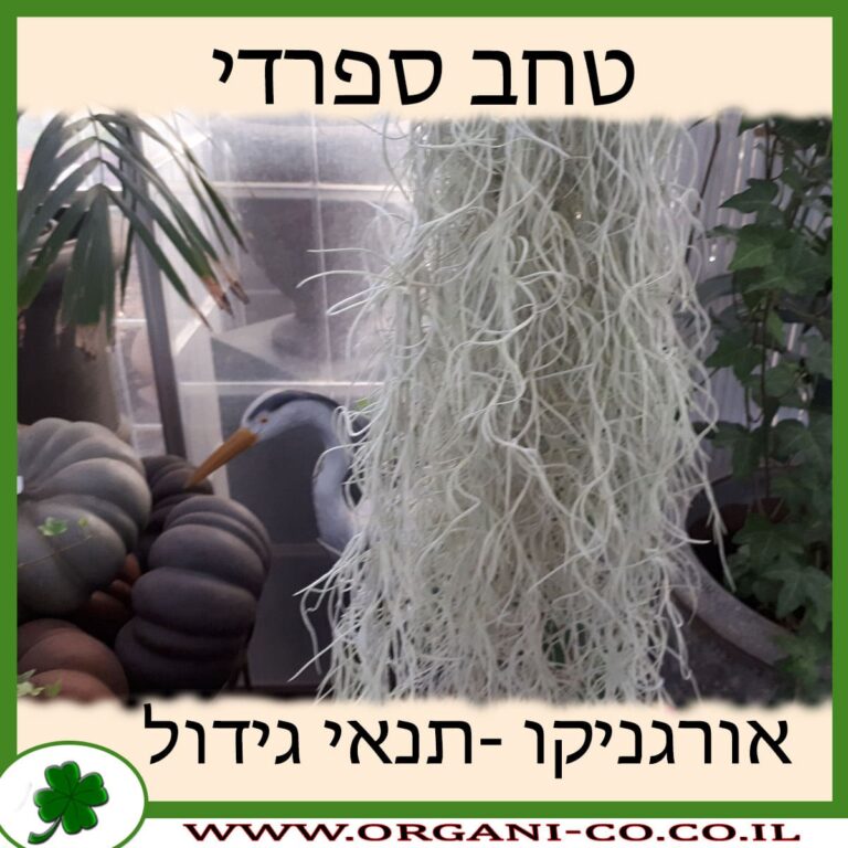 טחב ספרדי