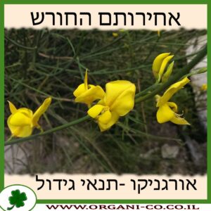 אחירותם החורש