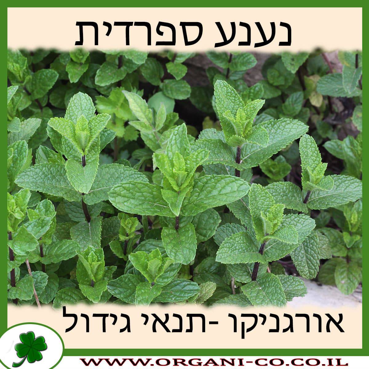 נענע ספרדית