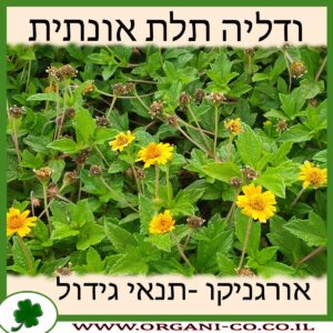 ודליה תלת אונתית