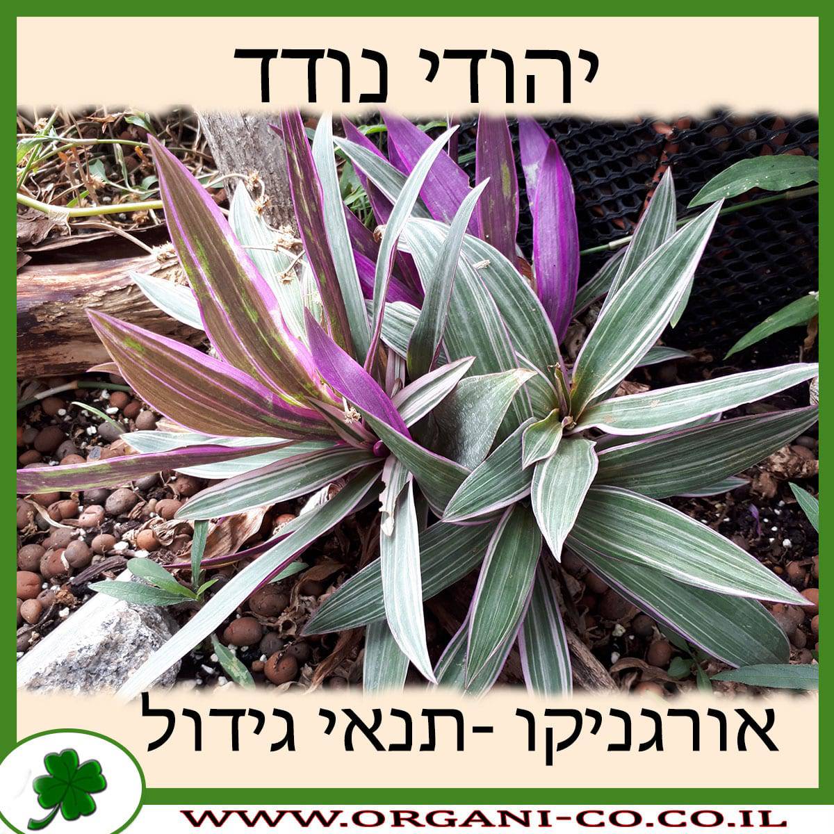 יהודי נודד