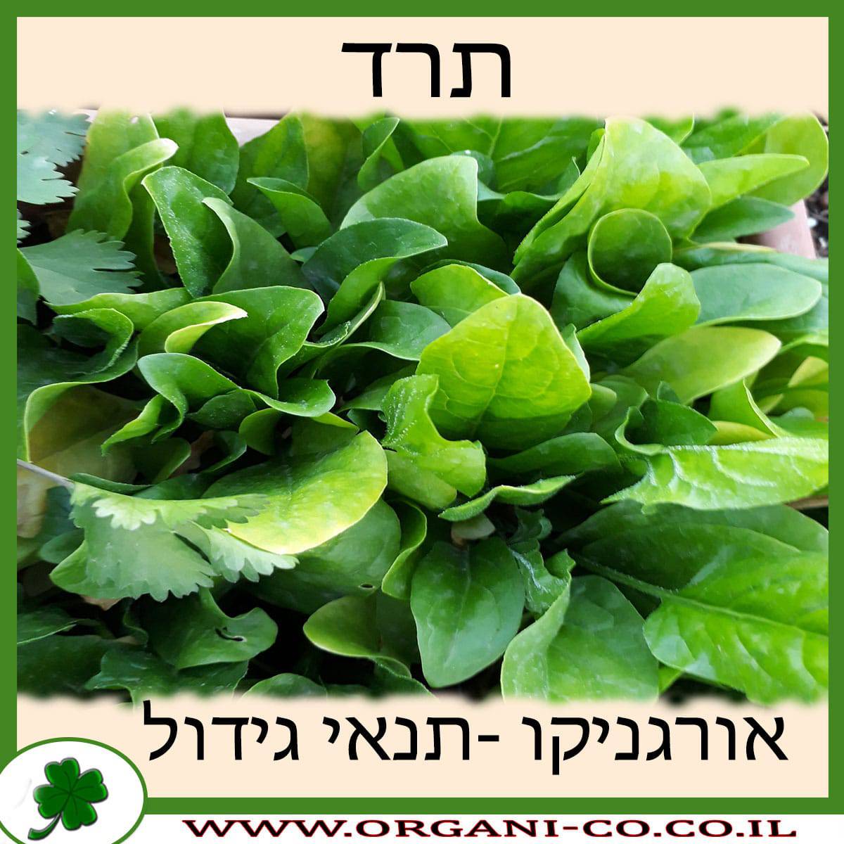 תרד גידול צמח