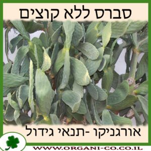 סברס ללא קוצים