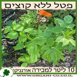 פטל אדום ללא קוצים 10 ליטר