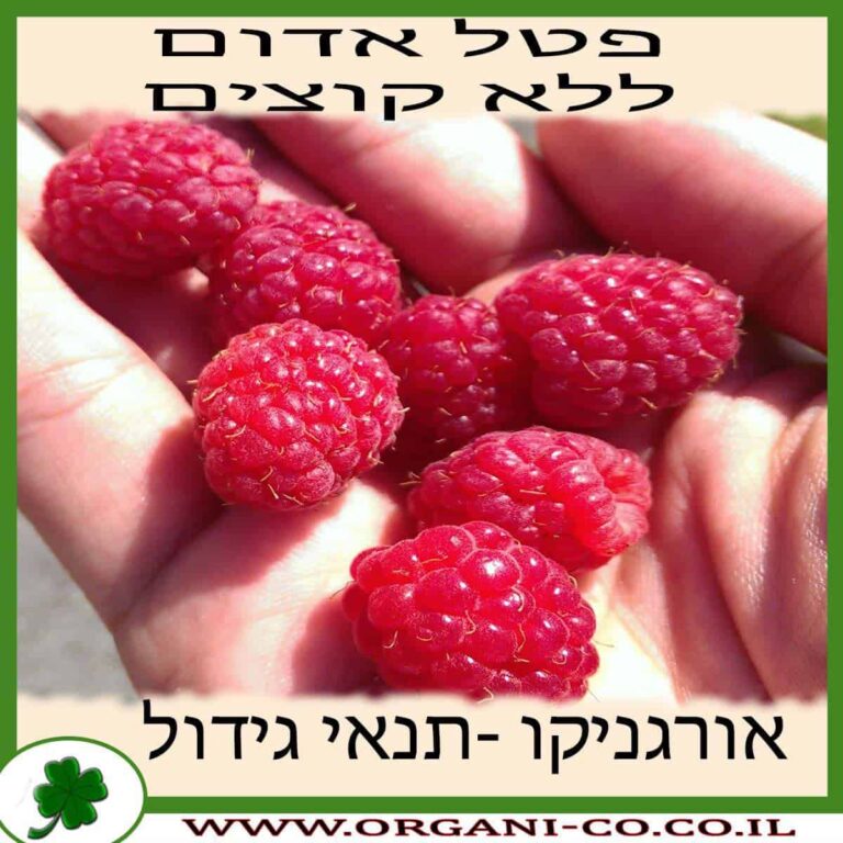 פטל אדום ללא קוצים פטל אדום ללא קוצים