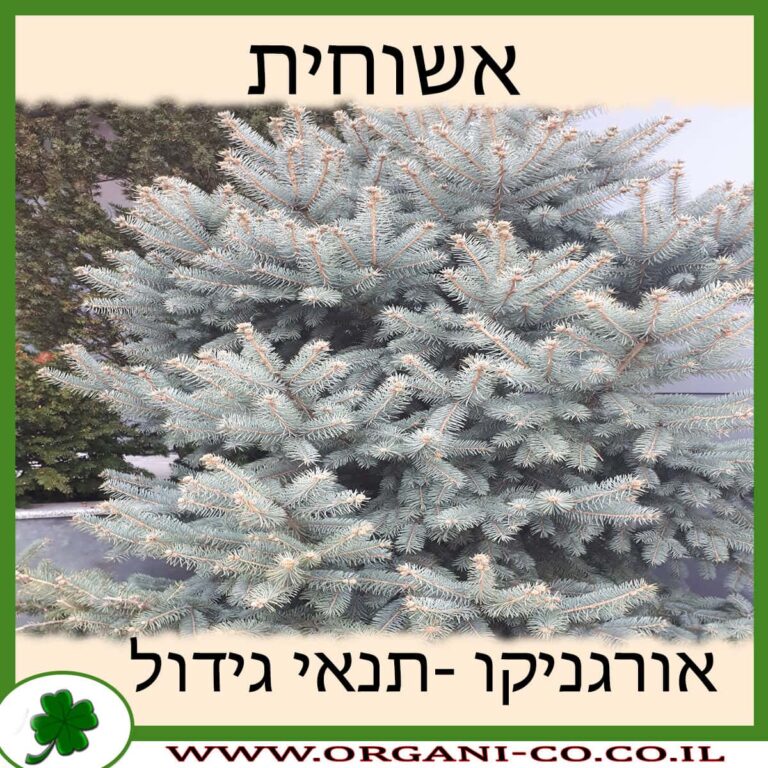אשוחית אשוחית