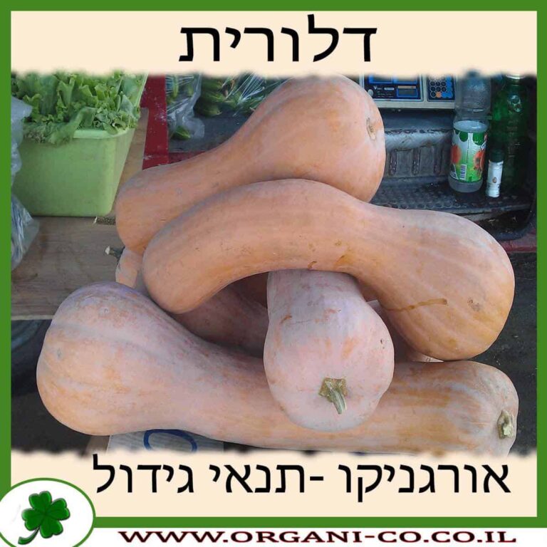 דלורית דלורית גידול צמח