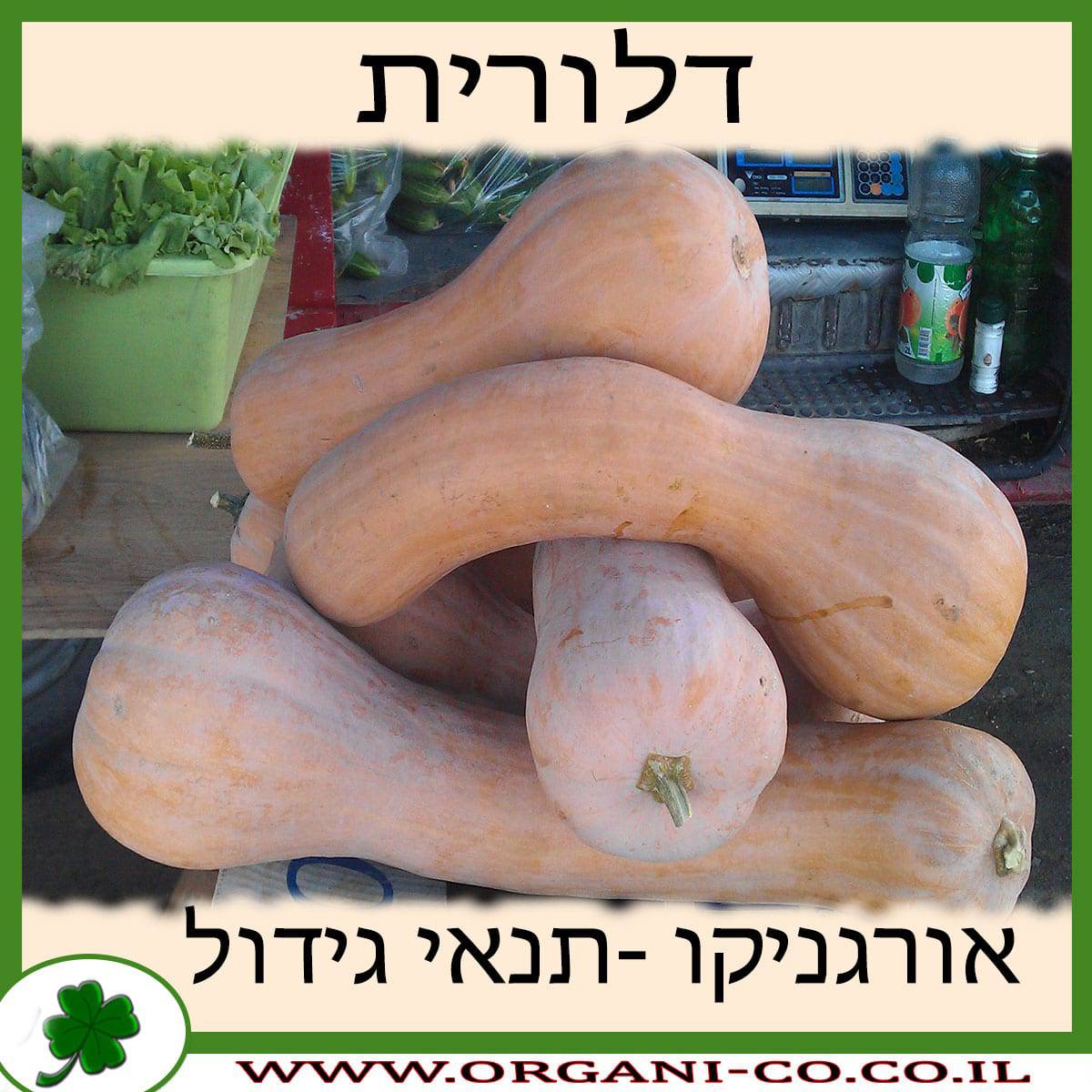 דלורית גידול צמח