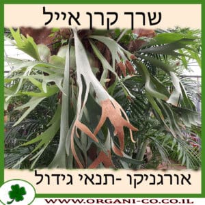 שרך קרן אייל