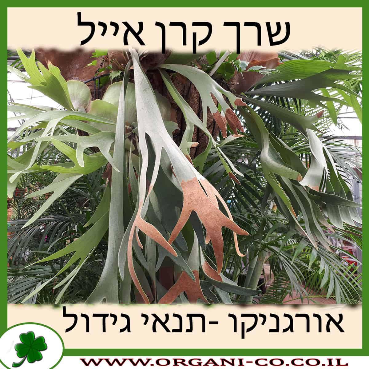 שרך קרן אייל
