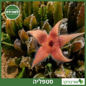 סטפליה למכירה - מחיר