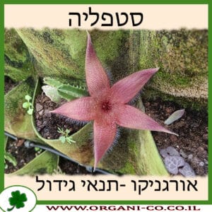 סטפליה