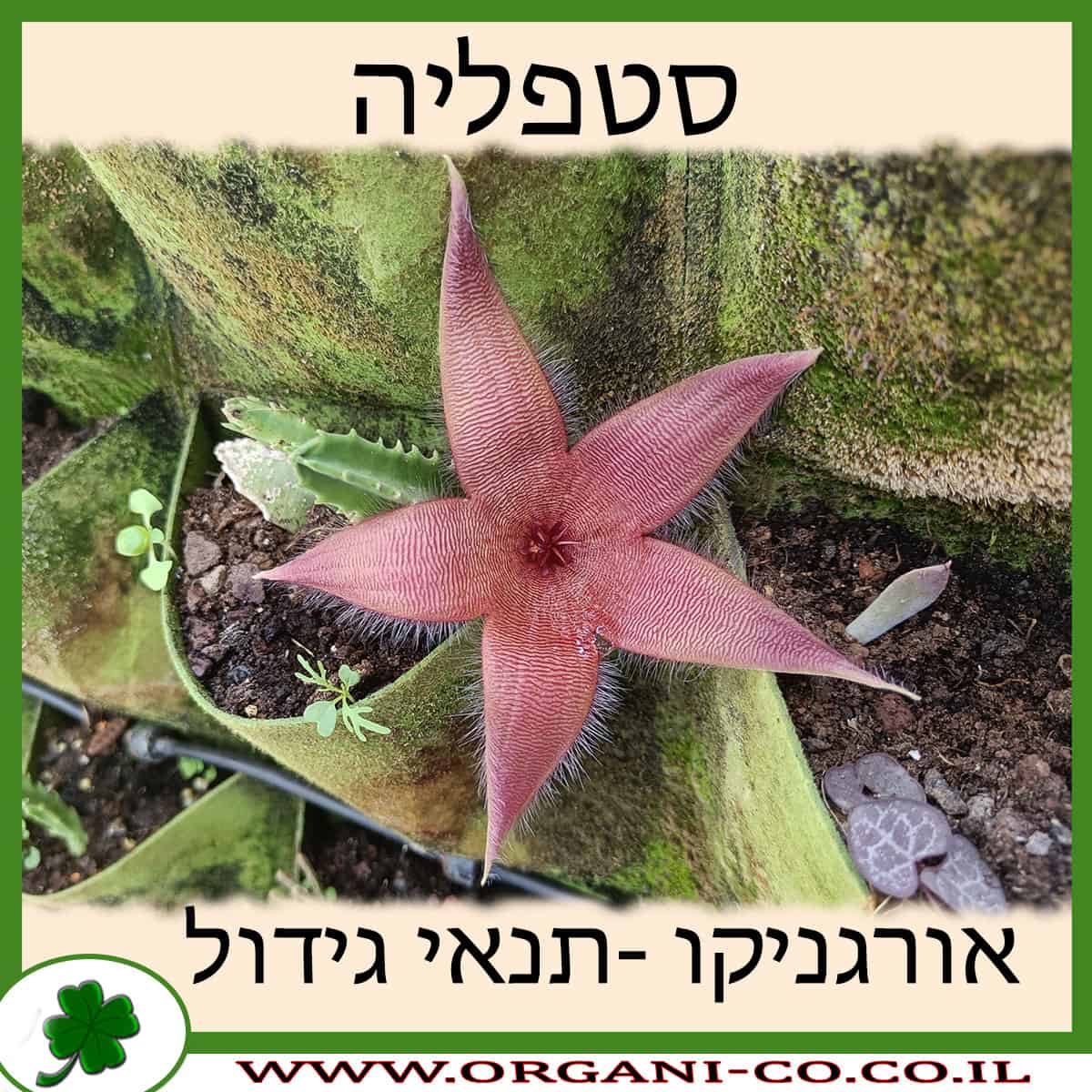 סטפליה