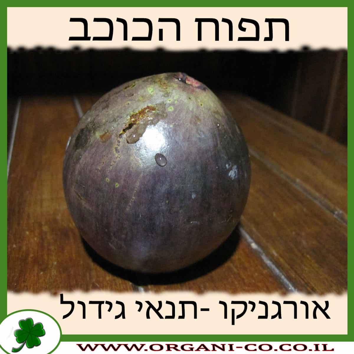 תפוח הכוכב גידול צמח