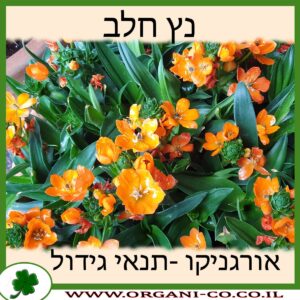 נץ חלב