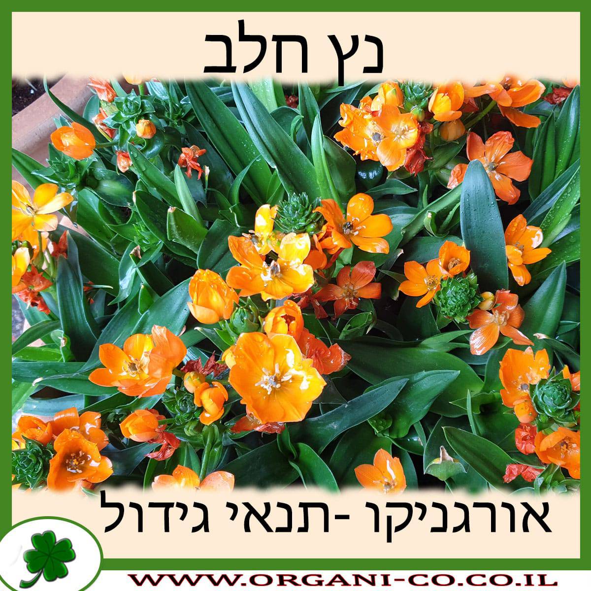 נץ חלב