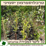 טרכלוספרמון יסמיני 10 ליטר למכירה, מחיר