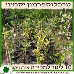 טרכלוספרמון יסמיני 10 ליטר
