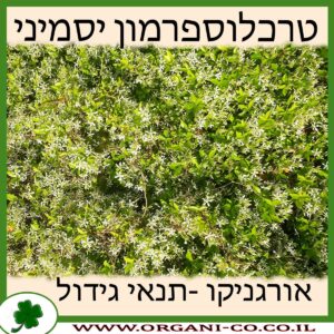 טרכלוספרמון יסמיני