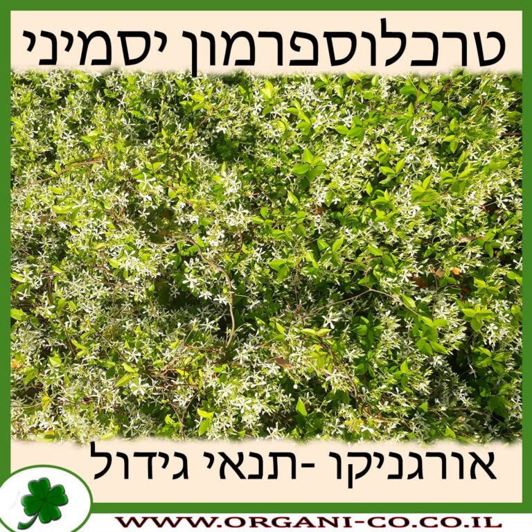 טרכלוספרמון יסמיני טרכלוספרמון יסמיני