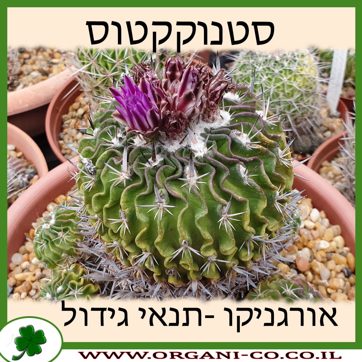 סטנוקקטוס
