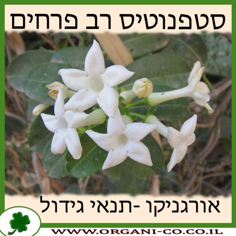 סטפנוטיס רב פרחים סטפנוטיס רב פרחים