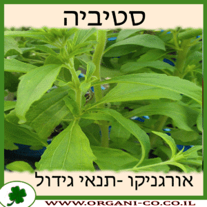 סטיביה גידול צמח