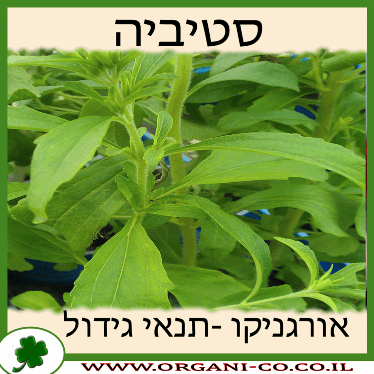 סטיביה סטיביה גידול צמח