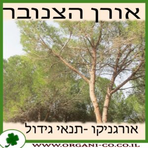 אורן הצנובר גידול צמח