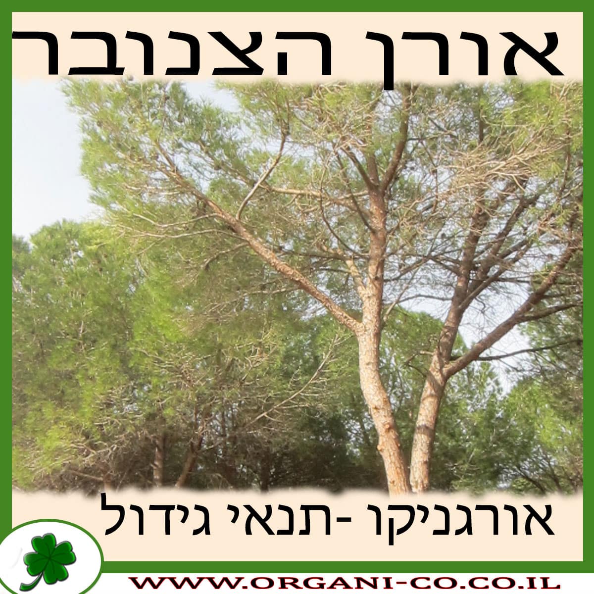 אורן הצנובר גידול צמח
