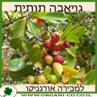 גויאבה תותית אדומה למכירה - מחיר
