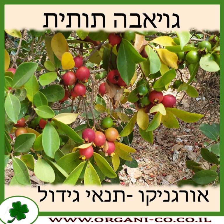 גויאבה תותית גויאבה תותית תנאי גידול פרי