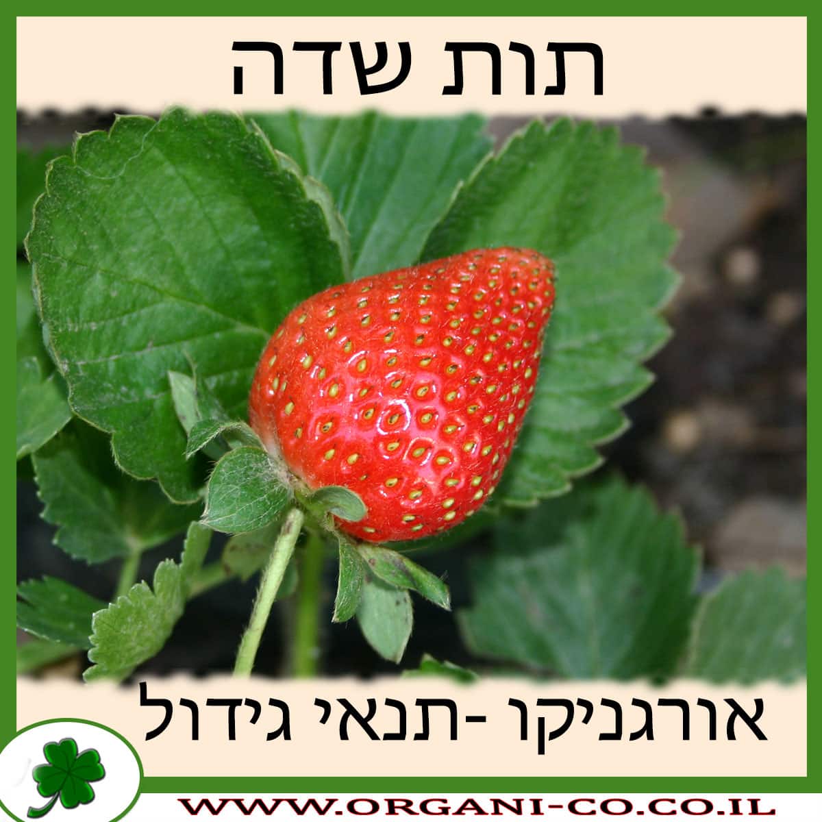 תות שדה גידול צמח
