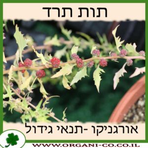 תות תרד גידול צמח