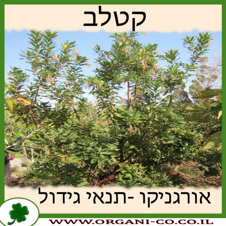 קטלב קטלב גידול צמח