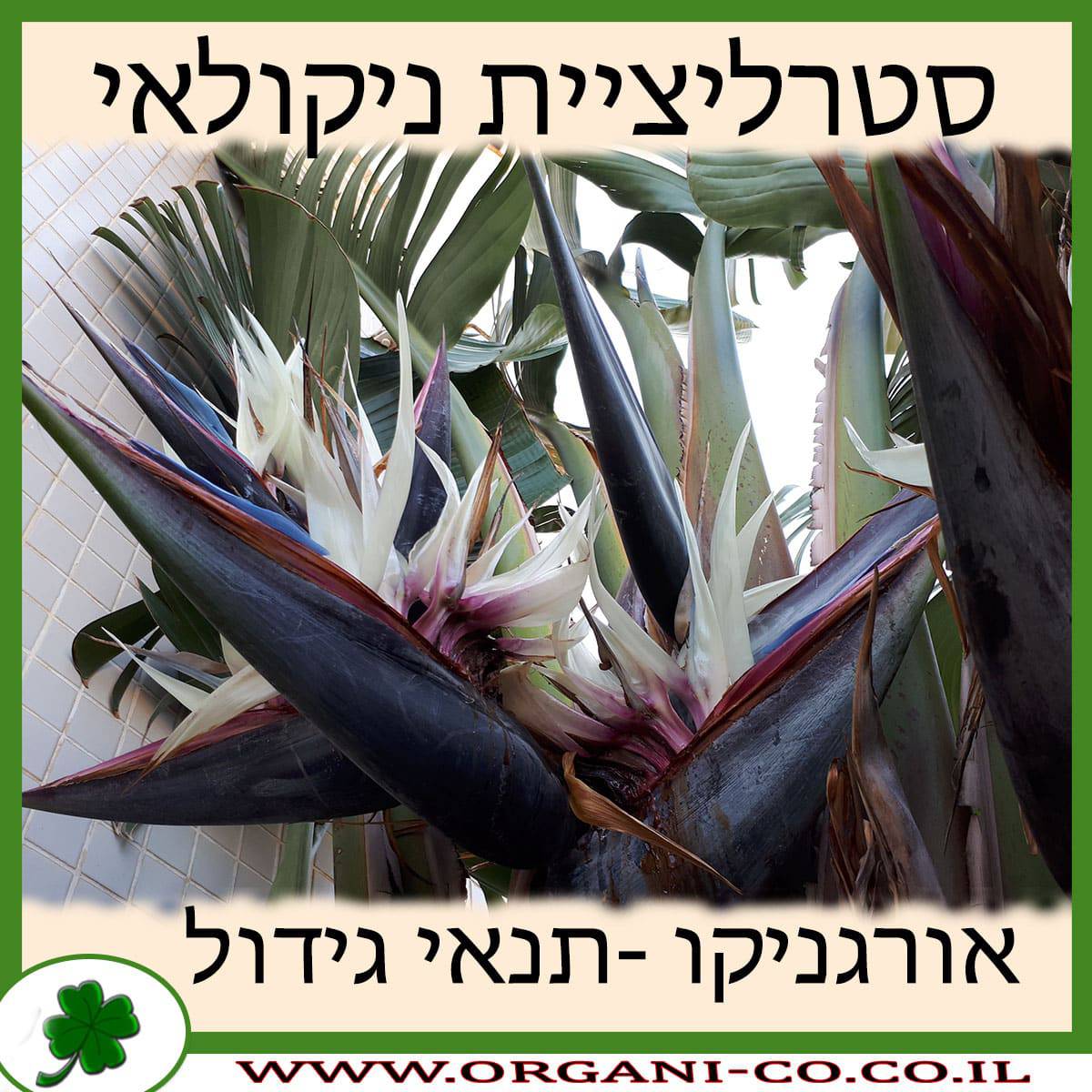 סטרליציית ניקולאי