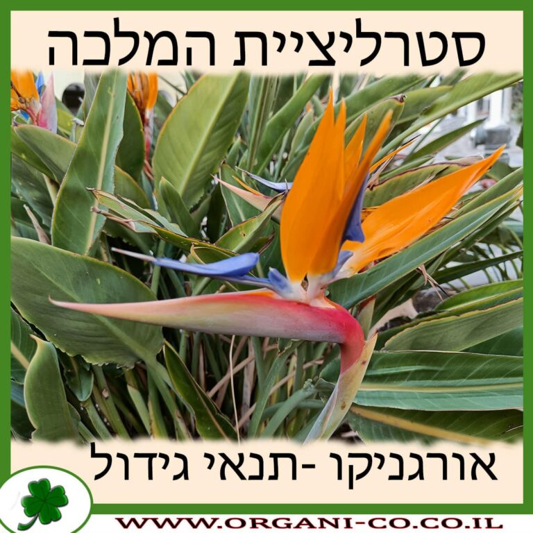 סטרליציית המלכה סטרליציית המלכה
