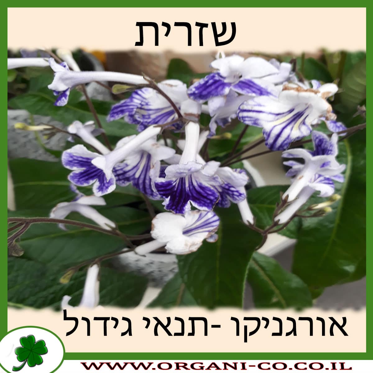 שזרית