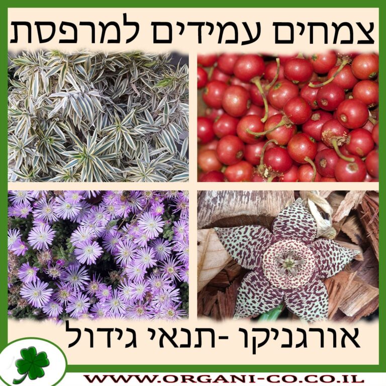צמחים עמידים למרפסת