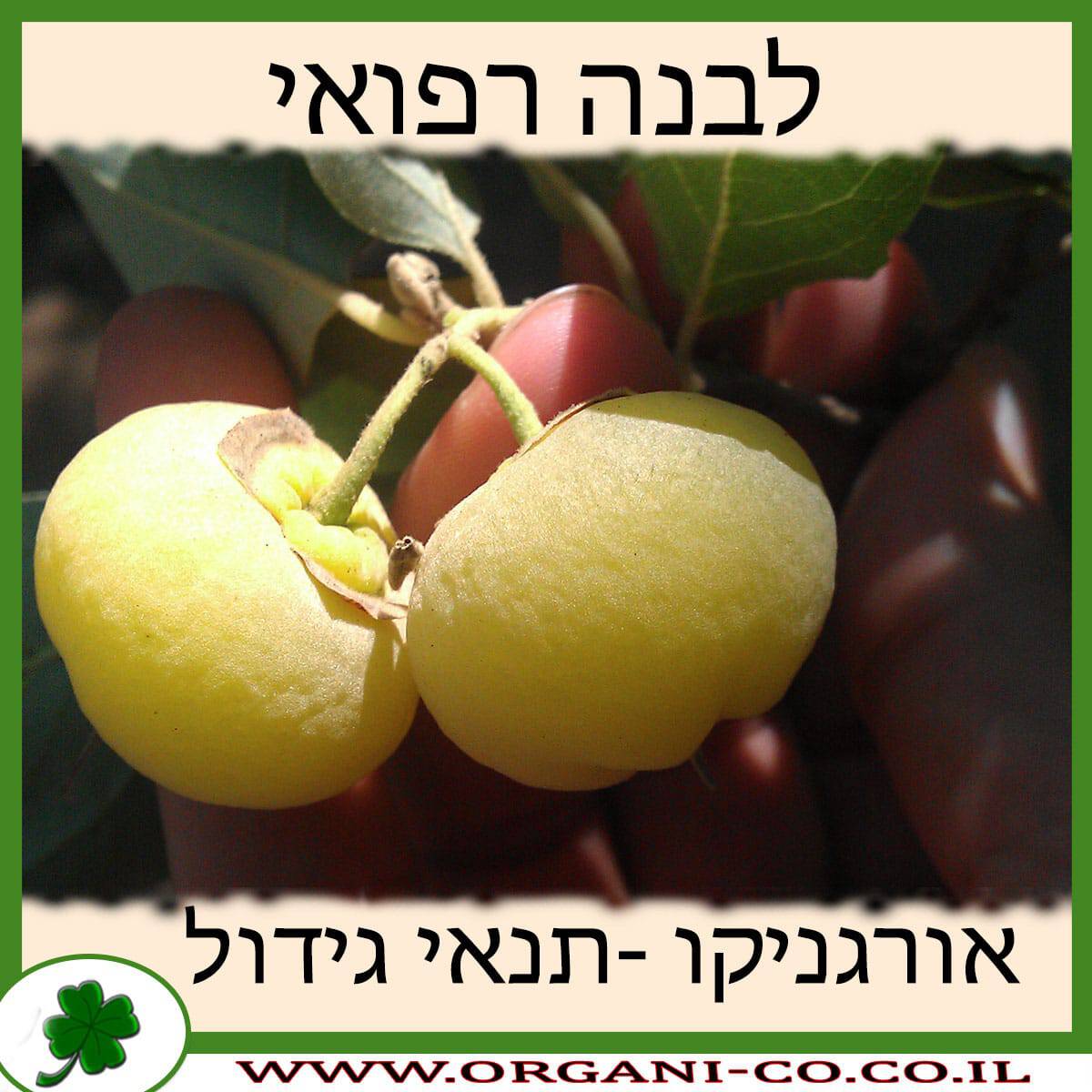 לבנה רפואי